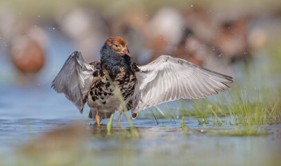 Ruff - male bird at a wetland on the mating season in spring