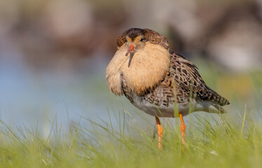 Ruff - male bird at a wetland on the mating season in spring