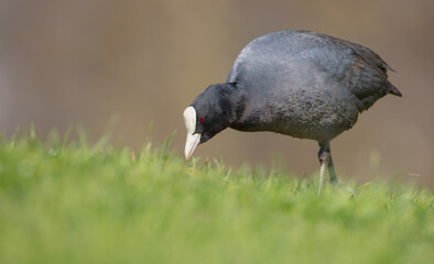 Eurasian coot - adult bird in spring