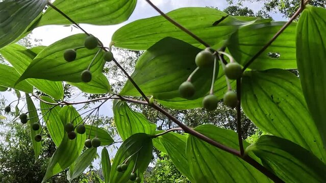 Polygonatum biflorum (smooth Solomon's-seal, great Solomon's-seal, Solomon's seal). Smooth Solomon's-seal has had nearly a dozen uses in herbal medicine
