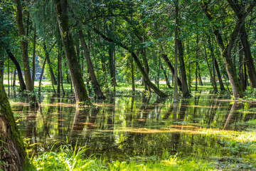 A swamp in a park with trees reflecting in the water