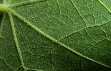 close up of green leaf