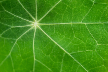 green leaf macro