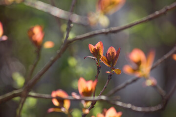 Spring background. Close-up of budding tree leaves in the rays of the sun.