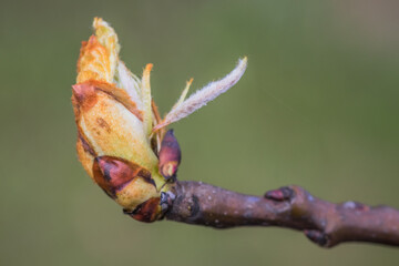 A detailed view of a flower bud growing on a branch of a tree