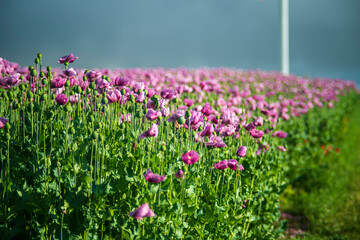 field of pink poppies