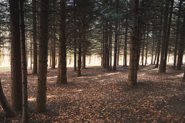 Obraz premium A dense forest with numerous trees and fallen leaves on the ground