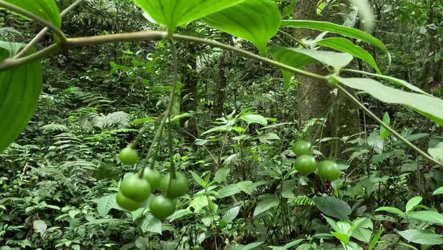 Polygonatum biflorum (smooth Solomon's-seal, great Solomon's-seal, Solomon's seal). Smooth Solomon's-seal has had nearly a dozen uses in herbal medicine