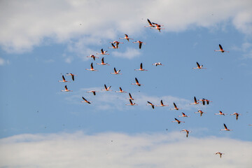 flock of flamingos in flight