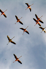 flock of flamingos in flight