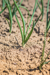 A close up image depicting a plant emerging from the soil