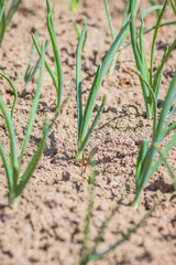 A close up image depicting a plant emerging from the soil