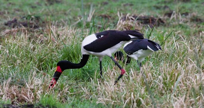 Close-up. Two Saddle-Billed storks foraging in a swamp