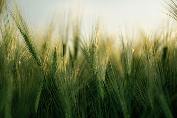 Fototapeta premium Focused close up view of growing green wheat on agricultural field