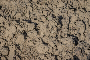 Brown and grey dirt on the ground, like bedrock or concrete