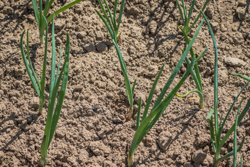 A close up image depicting a plant emerging from the soil