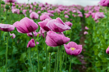 field of poppies