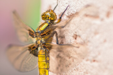 A detailed view of a dragonfly perched on a surface