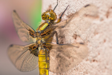 A detailed view of a dragonfly perched on a surface