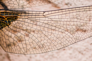Close up of a dragonflys wing