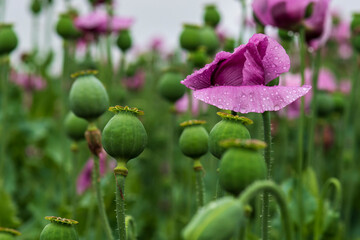 seed heads of poppies