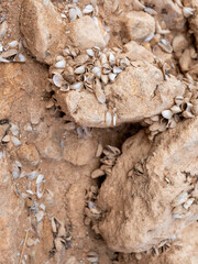 many shells of dead mollusks on stones on bottom of a dry reservoir