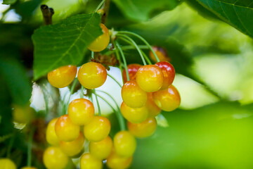 a cherry branch with cherries in the background blur