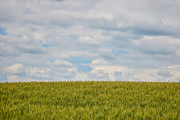 an agricultural wheat field with a cloudy sky.