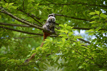 Tamarin monkey