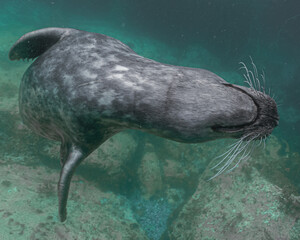 sea lion swimming