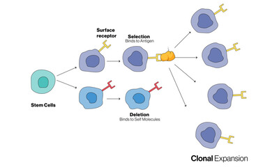 Clonal Selection Theory in Immunology Vector Illustration, Adaptive Immune Response Diagram.