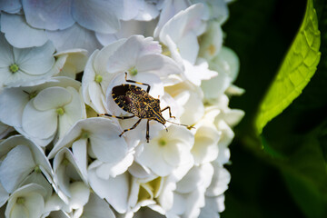 白い紫陽花とキマダラカメムシ