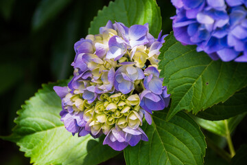 ブーケのようなアジサイの花
