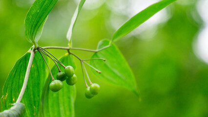 Polygonatum biflorum (smooth Solomon's-seal, great Solomon's-seal, Solomon's seal). Smooth...