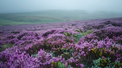 Obraz premium A windswept moorland blanketed in heather and gorse, where the cries of nesting seabirds carry on the salty breeze.