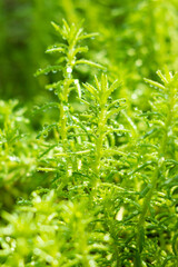 Sedum lineare or stonecrop, succulent, macro photo.