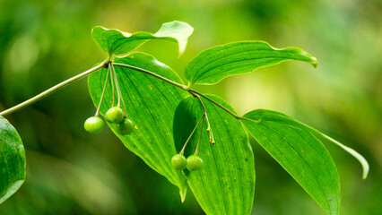 Polygonatum biflorum (smooth Solomon's-seal, great Solomon's-seal, Solomon's seal). Smooth Solomon's-seal has had nearly a dozen uses in herbal medicine