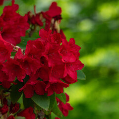 Obraz premium 初夏散策