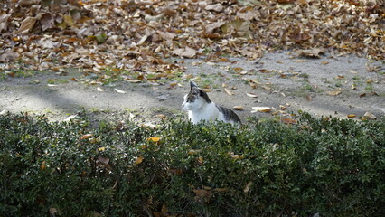 풀밭의 고양이 입니다