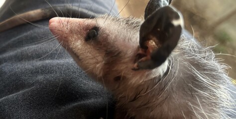 A adolescent Mexican Possum looking up sitting an person's leg; tail in shot