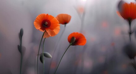 Anzac Day digital design showcasing red poppy flowers on a purple backdrop. Concept Graphic Design, Poppy Flowers, Anzac Day, Purple Backdrop, Digital Art