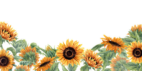 Blooming sunflower field. Orange yellow flowers. Sunflowers with leaf and buds. Horizontal border with empty space for text. Floral summer composition. Watercolor illustration for label, greeting © Masha_tolk_art