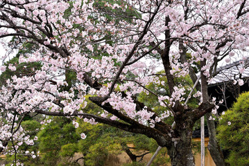 日本庭園に咲く桜と池
