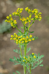 Inflorescence of common rue (Ruta graveolens). Use as herb and culinary plant.