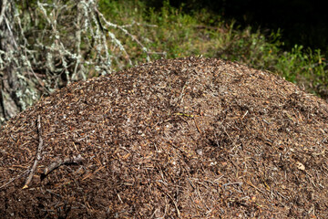 Formica rufa, red wood ant, anthill in the forest