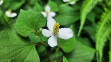 どくだみの花／Dokudami flower／도쿠다미 꽃