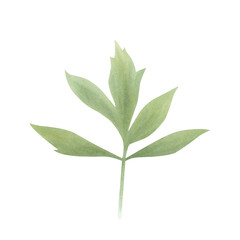 Fototapeta premium Green peony leaves isolated on white background. Hand drawn watercolor botanical illustration. Element for design, cards, invitations, congratulations, packaging, print, fabric, advertising.