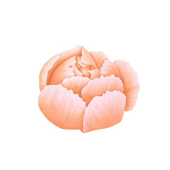 Peony flower bud in orange, coral, peach fuzz color isolated on white background. Hand drawn watercolor botanical illustration. For design, cards, invitations, congratulations, packaging, print