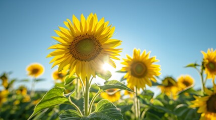 Closeup photo highlighting brilliant sunflowers in full bloom, set against a vivid blue sky on a bright, sunny day