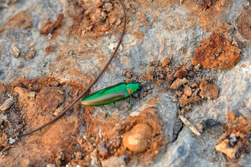 Chrysochroa in tropical Phuket. Macro photo of a green beetle.
